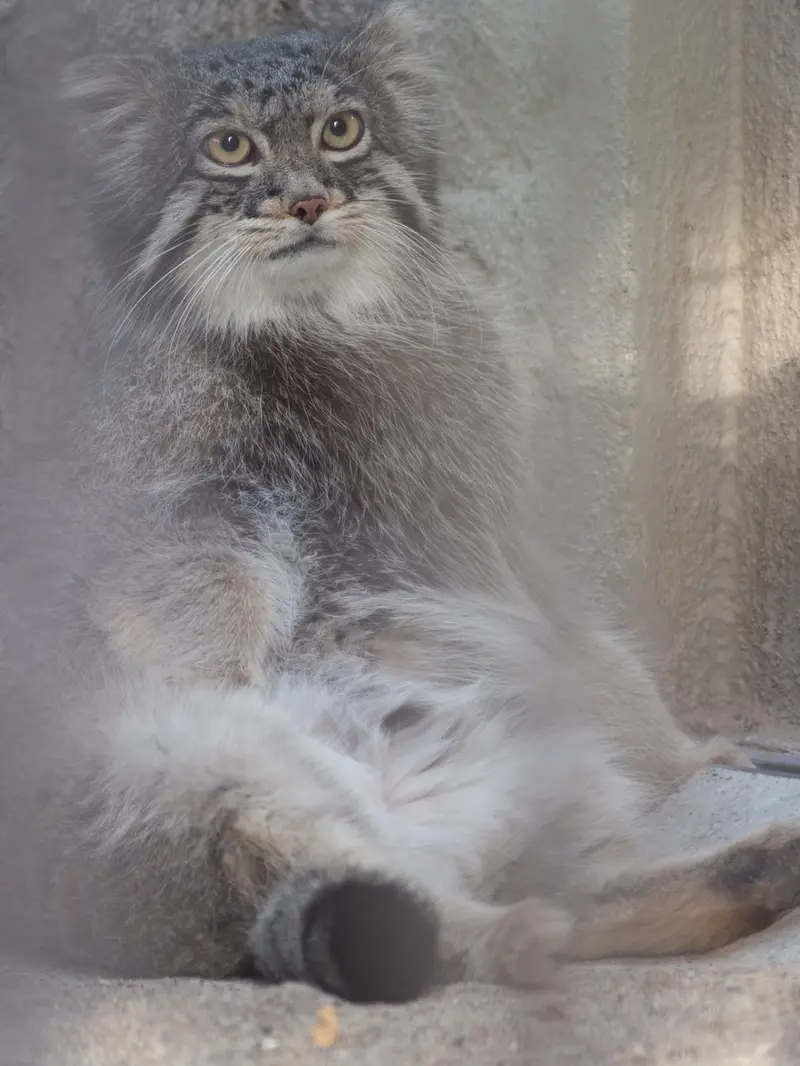 野毛山動物園のフィーガの写真