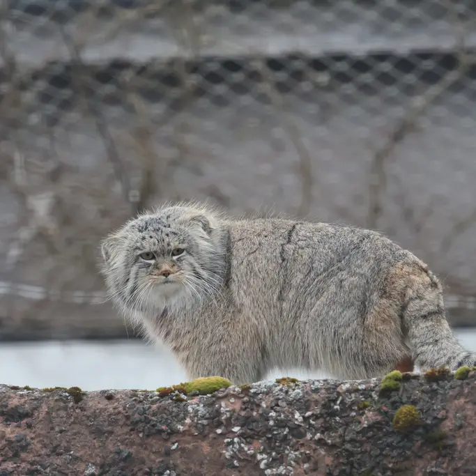 コルケアサーリ動物園のアルカスの写真