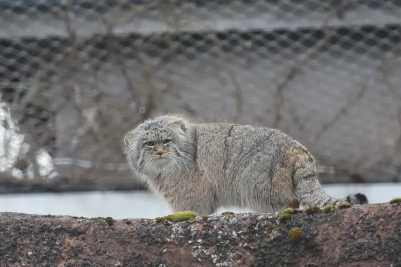 コルケアサーリ動物園のアルカスの写真