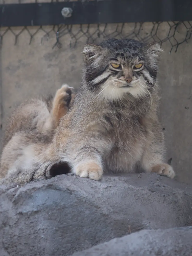 旭山動物園のグルーシャの写真