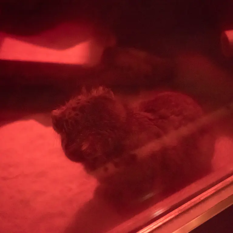 恩賜上野動物園のナイマの写真