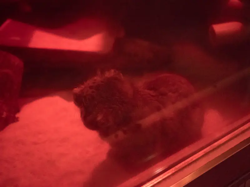 恩賜上野動物園のナイマの写真