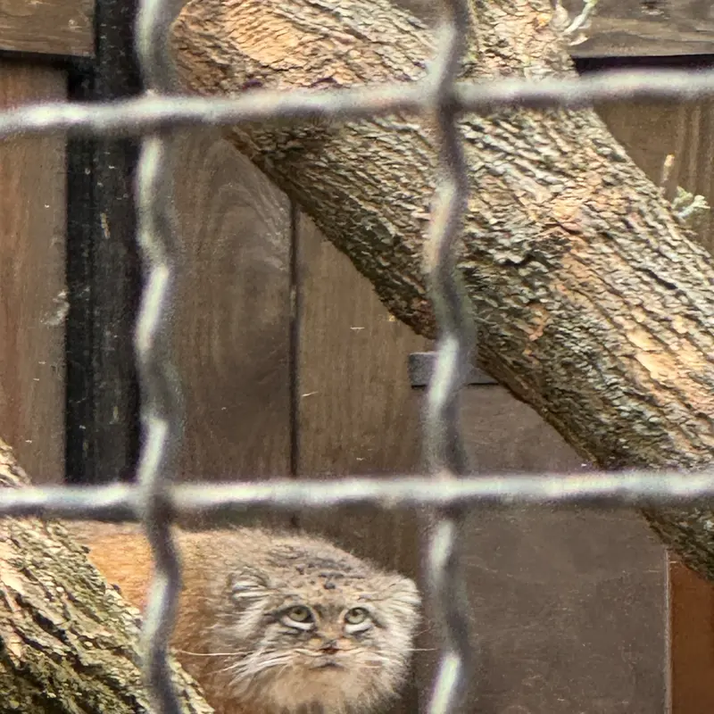 ワルシャワ動物園のジェシーの写真
