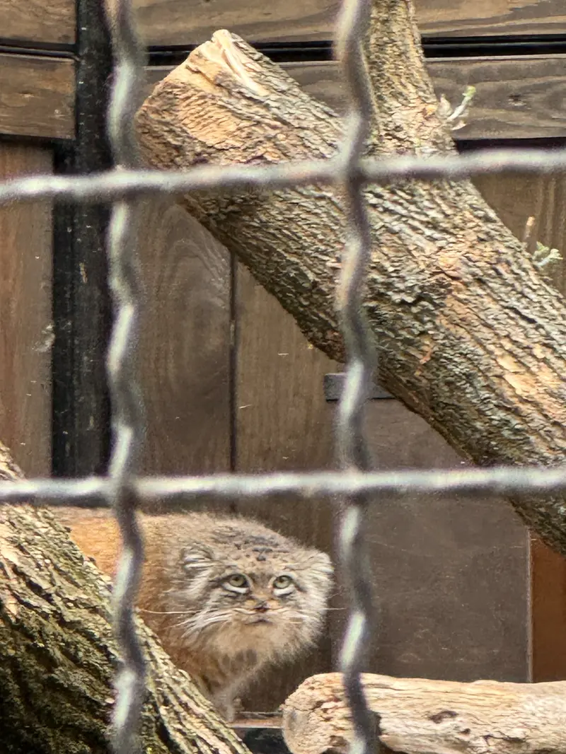ワルシャワ動物園のジェシーの写真