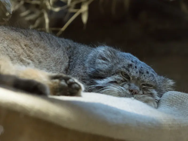 恩賜上野動物園のクリョンの写真