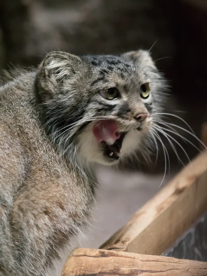 恩賜上野動物園のサフランの写真