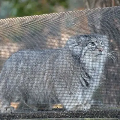 埼玉県こども動物自然公園のマリィの写真