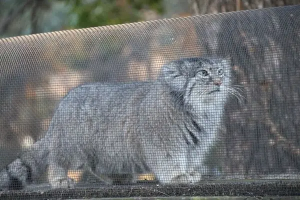 埼玉県こども動物自然公園のマリィの写真