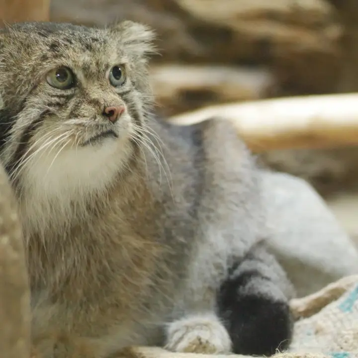 恩賜上野動物園のマヌルネコの写真