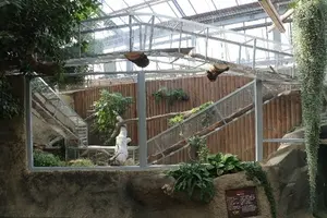 神戸どうぶつ王国のマヌルネコの写真