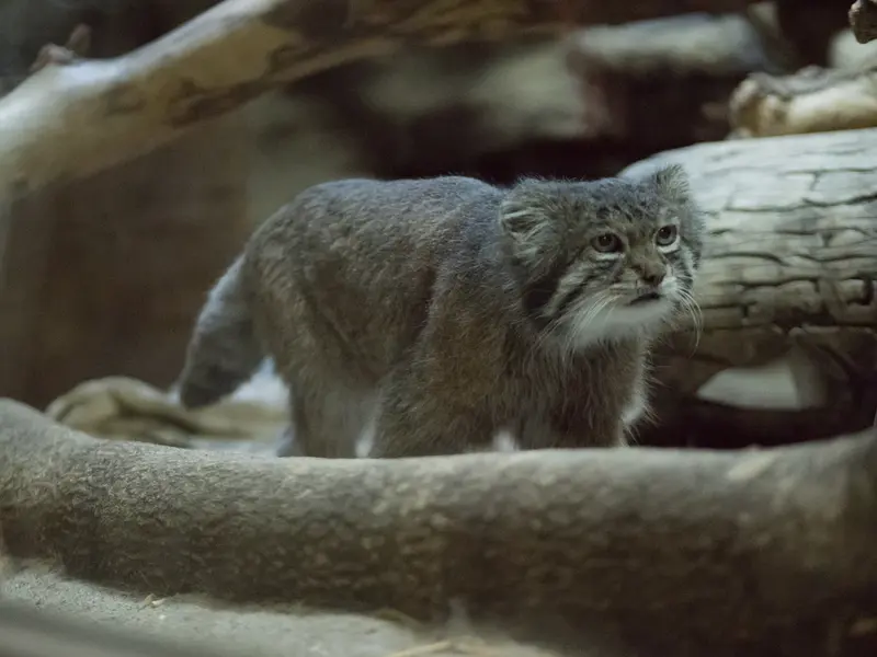 恩賜上野動物園のクリョンの写真