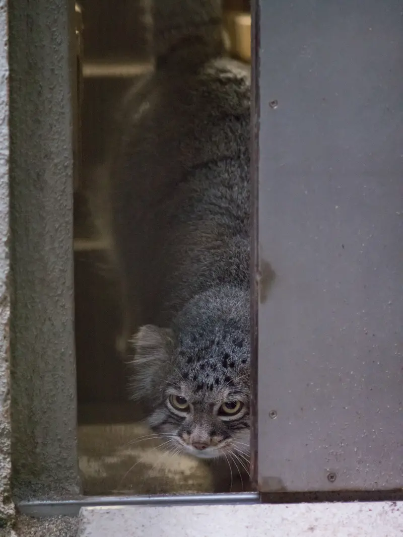 野毛山動物園のフィーガの写真