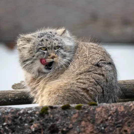 コルケアサーリ動物園のアルカスの写真