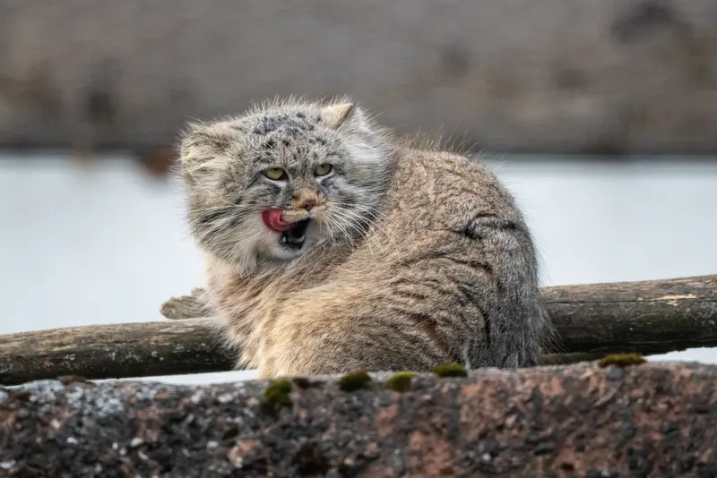 コルケアサーリ動物園のアルカスの写真