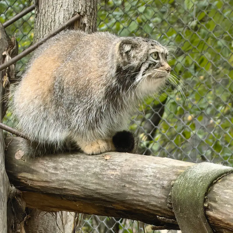 ノヴォシビルスク動物園のイヴの写真