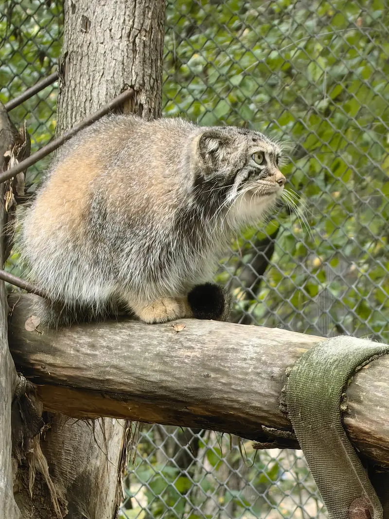 ノヴォシビルスク動物園のイヴの写真