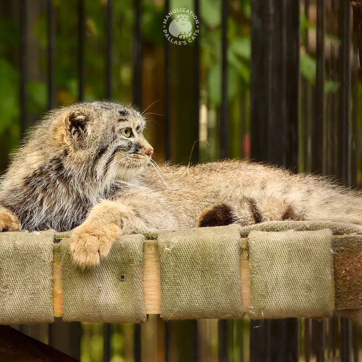 ノヴォシビルスク動物園のガビの写真