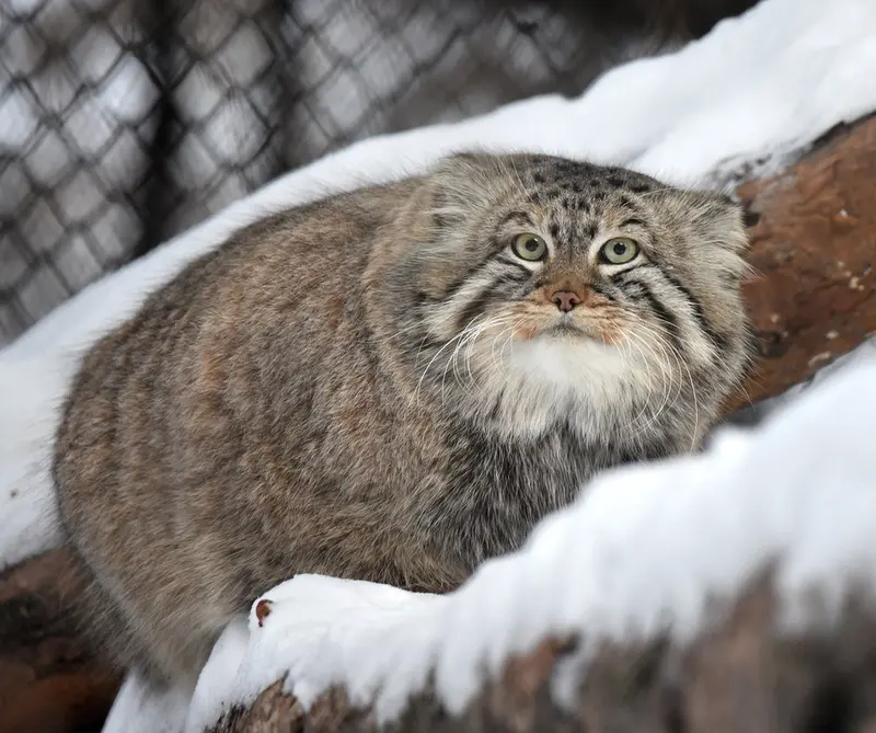 ノヴォシビルスク動物園のゼレノゴルスクの写真