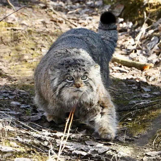 希少動物繁殖センターのイノケンティの写真