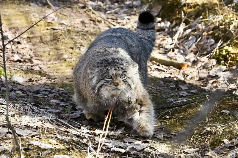 希少動物繁殖センターのイノケンティの写真