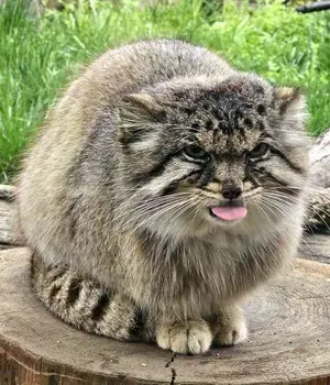 マヌルネコの写真