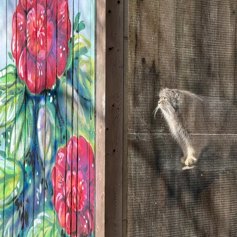 ポッター・パーク動物園のパジの写真