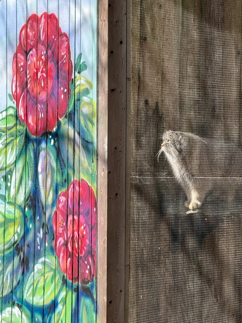 ポッター・パーク動物園のパジの写真