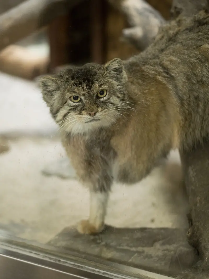 恩賜上野動物園のプリームラの写真