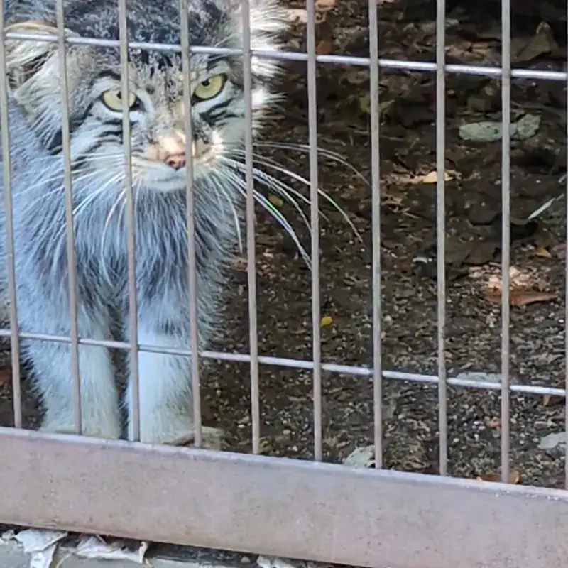 東山動植物園のマヌルネコの写真