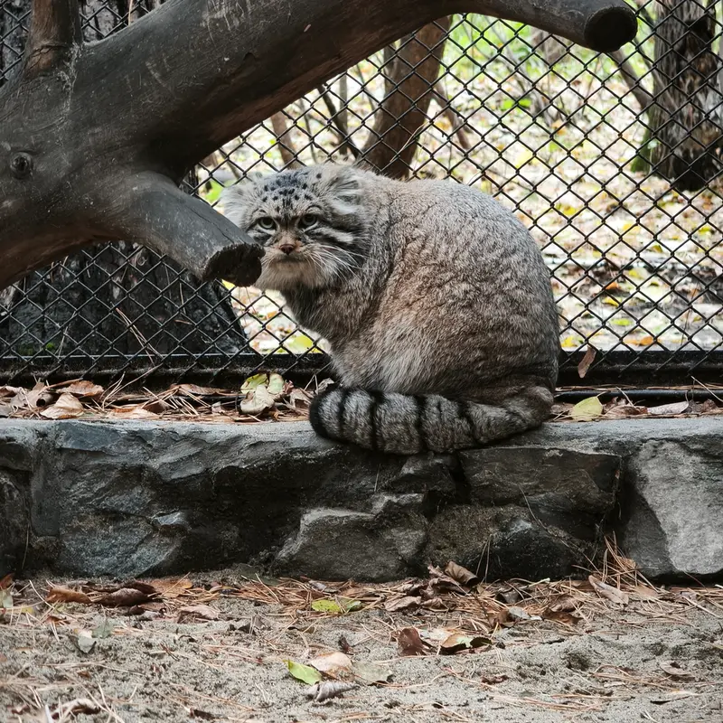 ノヴォシビルスク動物園のジョージの写真