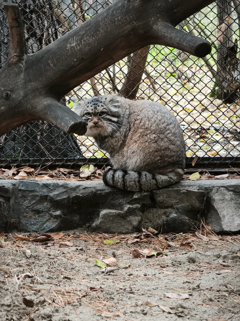 ノヴォシビルスク動物園のジョージの写真