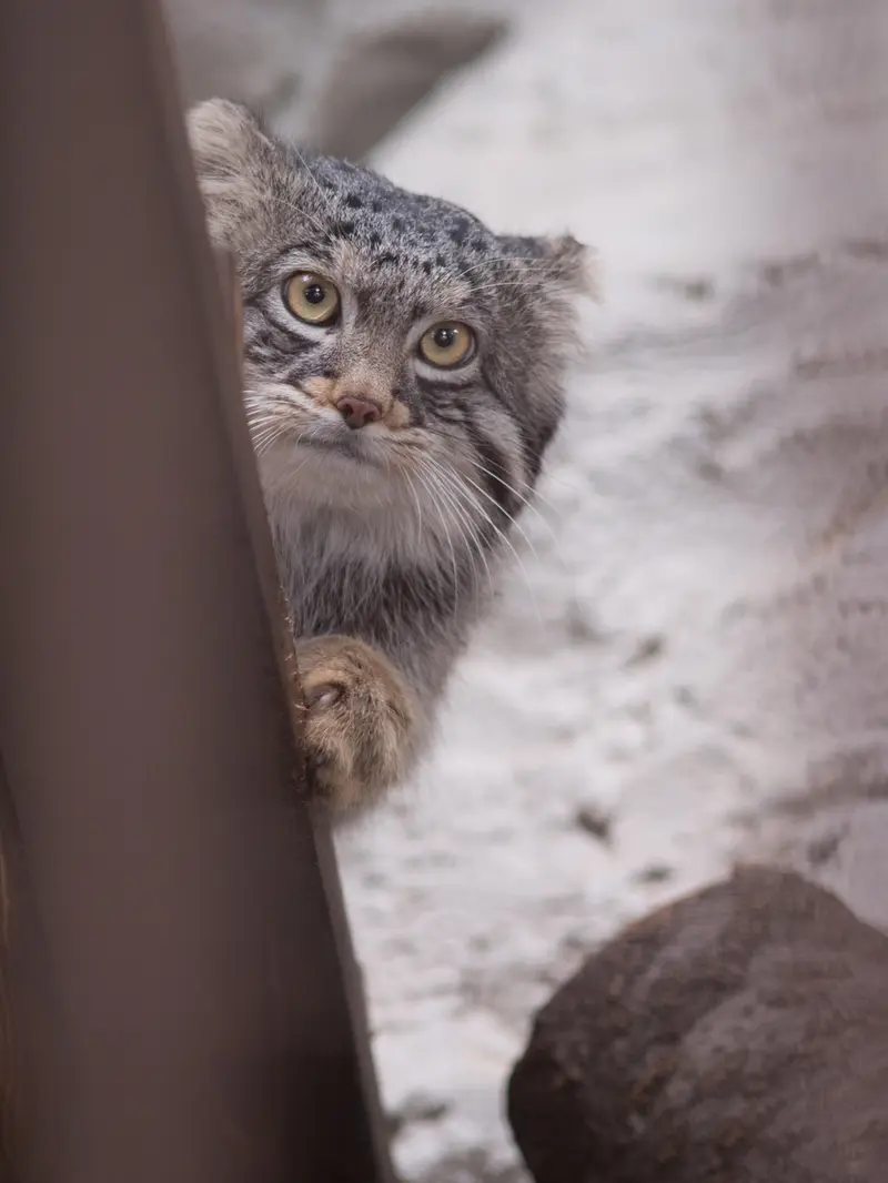 野毛山動物園のフィーガの写真