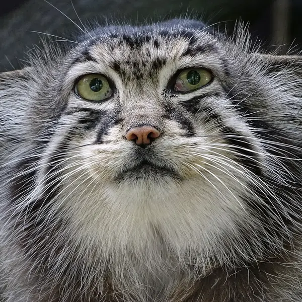 リガ動物園のハーストの写真