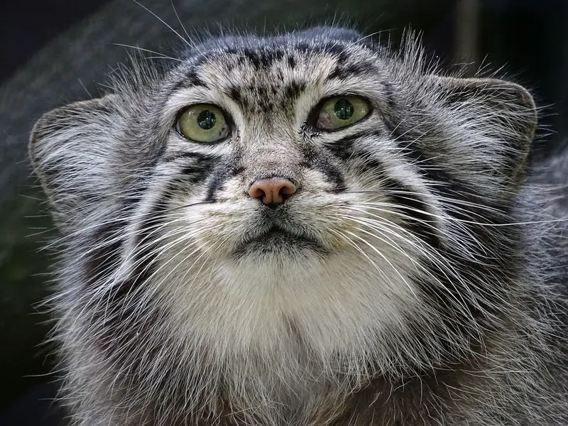 リガ動物園のハーストの写真