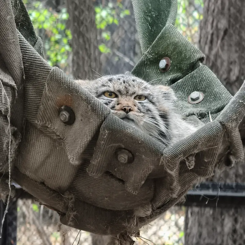 ノヴォシビルスク動物園のマヌルネコの写真