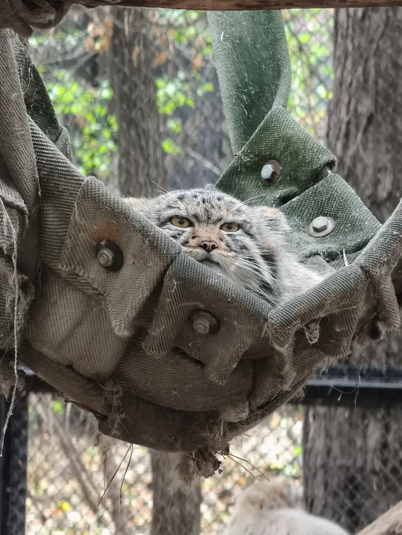 ノヴォシビルスク動物園のマヌルネコの写真