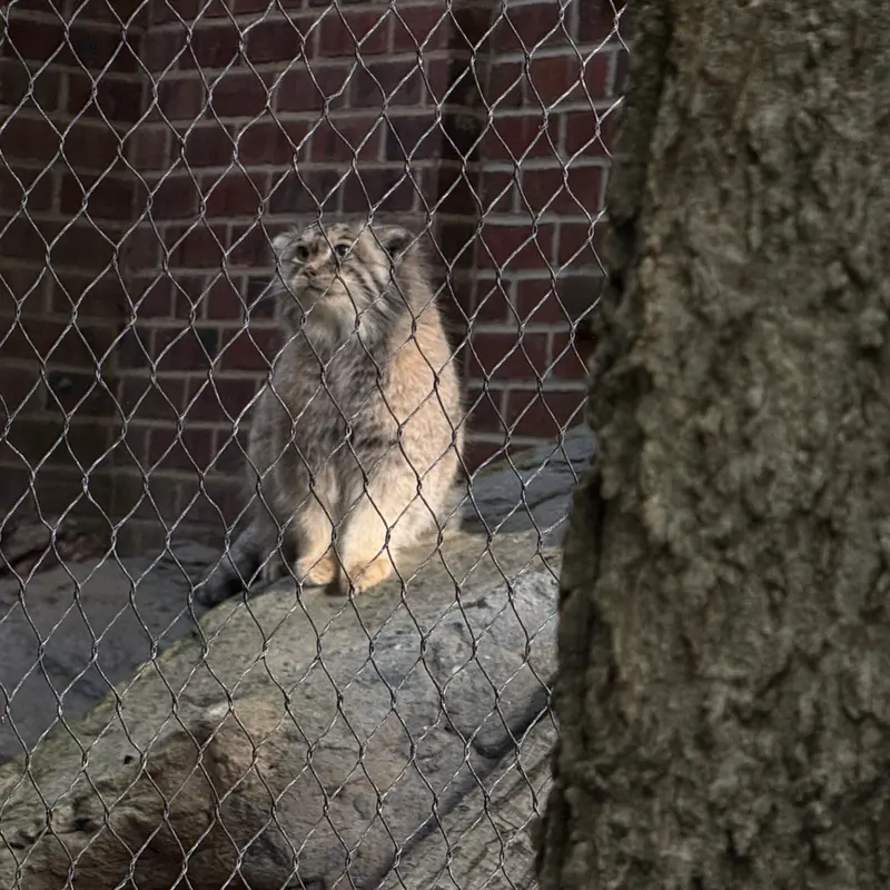 プロスペクト・パーク動物園のサルナイの写真