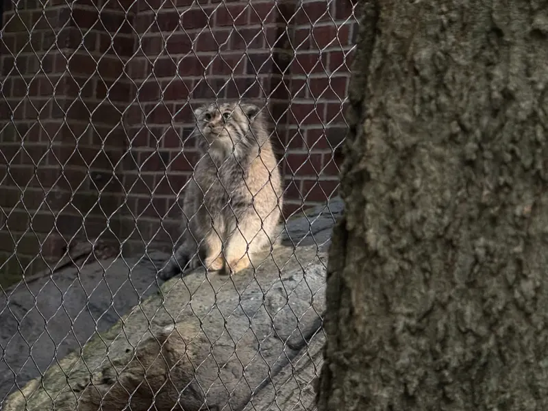プロスペクト・パーク動物園のサルナイの写真