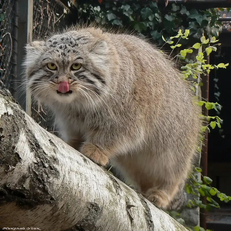 オストラヴァ動物園のオクサナの写真