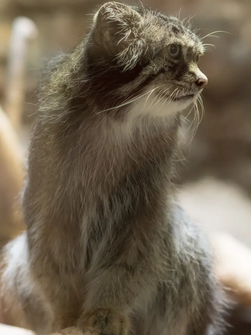 恩賜上野動物園のクリョンの写真