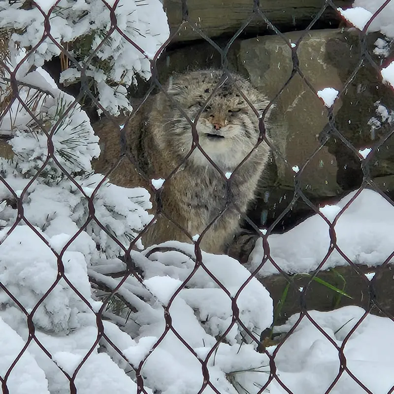 カルガリー動物園 / ワイルダー研究所のオラフの写真