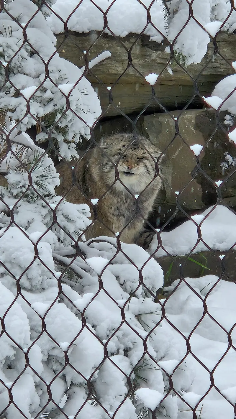 カルガリー動物園 / ワイルダー研究所のオラフの写真