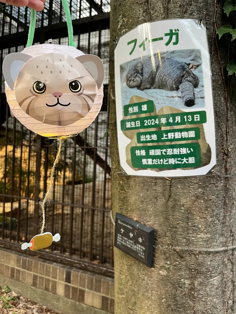 野毛山動物園のマヌルネコの写真