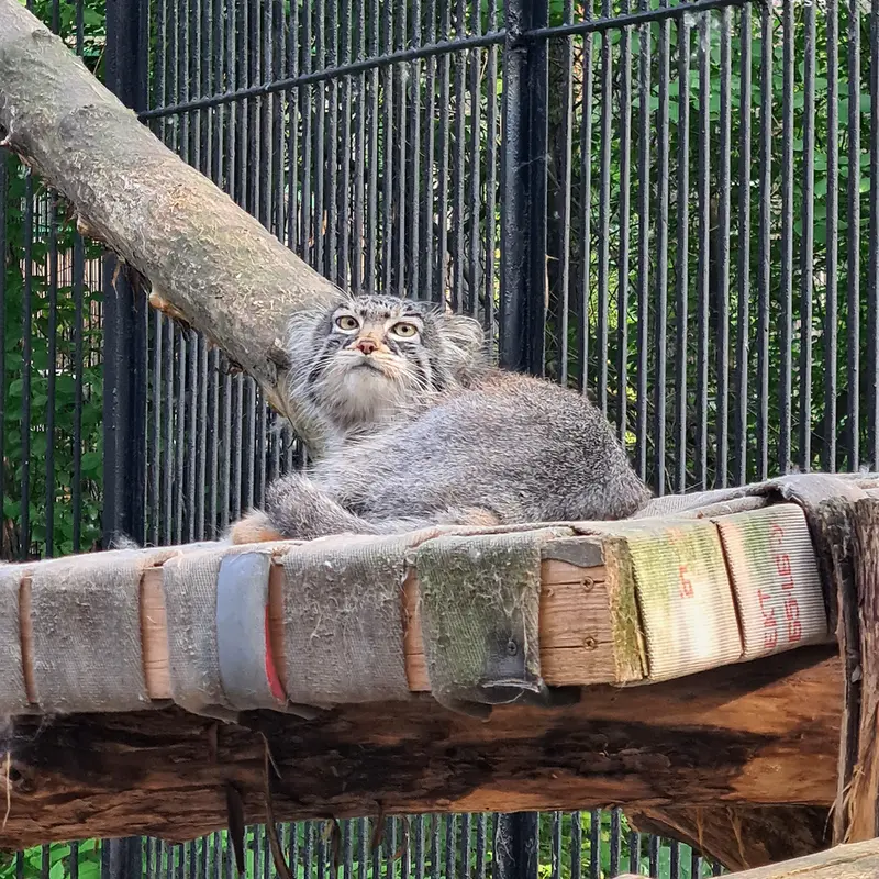ノヴォシビルスク動物園のゾーシャの写真