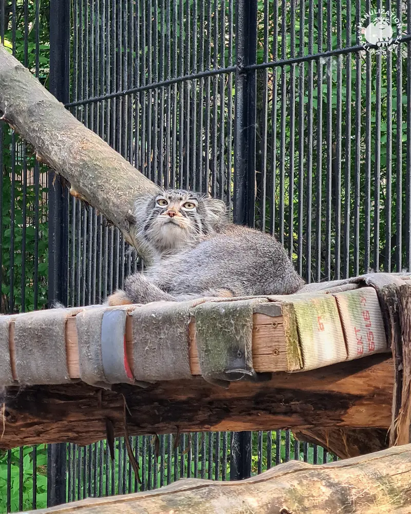 ノヴォシビルスク動物園のゾーシャの写真