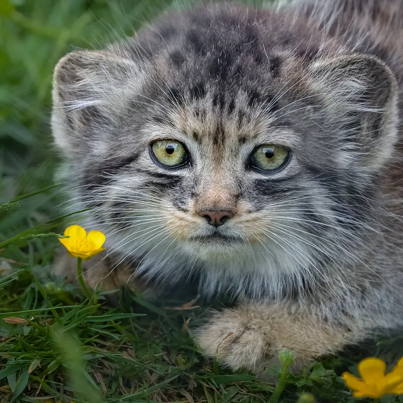 ポート・リムプネ・ワイルド・アニマル・パークのナムーの子猫 b. 2026 Ⅰの写真