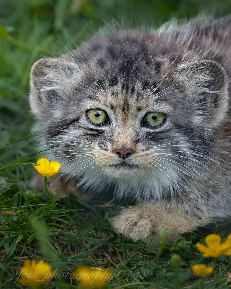 ポート・リムプネ・ワイルド・アニマル・パークのナムーの子猫 b. 2026 Ⅰの写真
