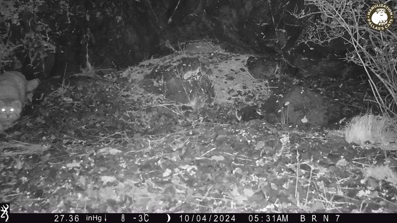 エギズカラ［新］カメラトラップで撮影したOtocolobus manul manulの写真