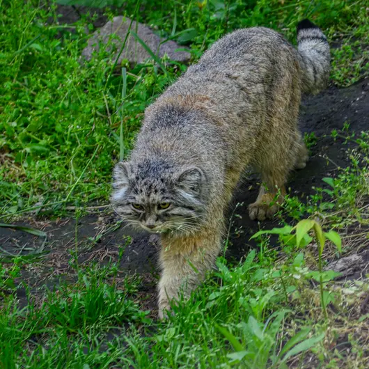 ブダペスト動物園・植物園のボフスの写真