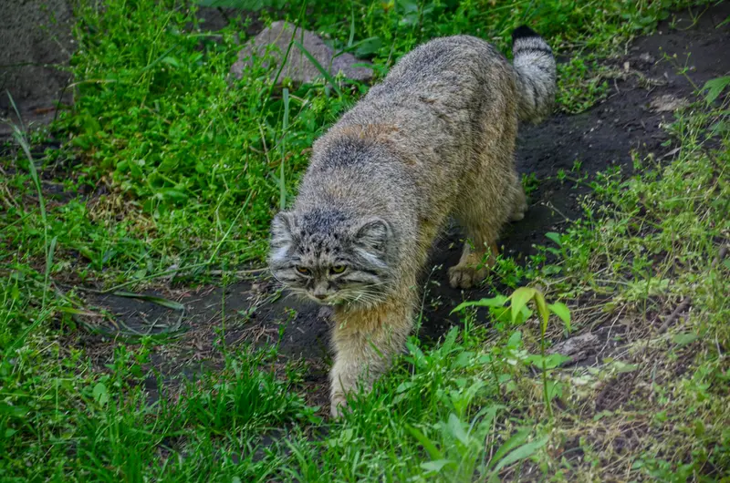ブダペスト動物園・植物園のボフスの写真
